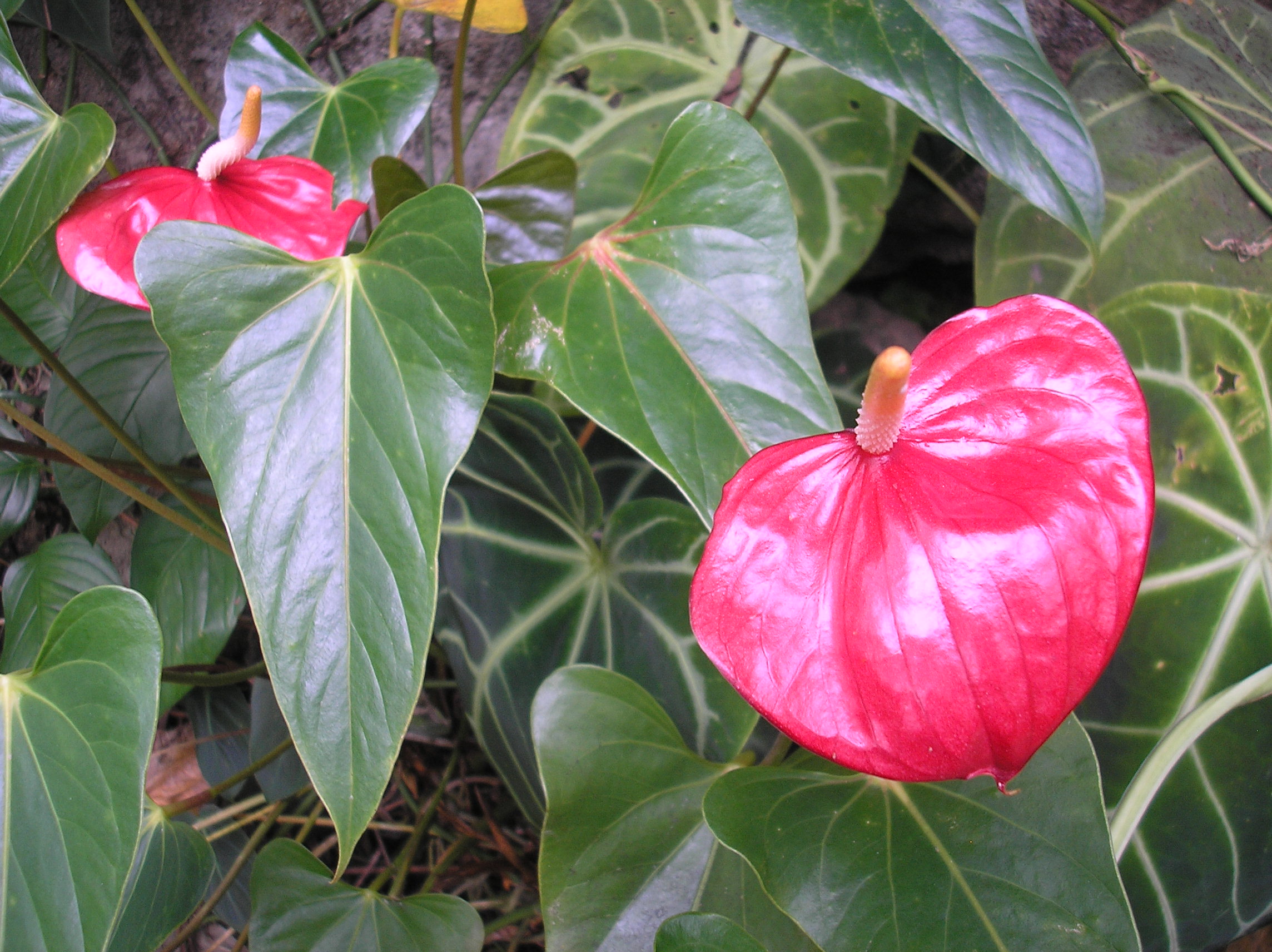 P1017798.JPG
